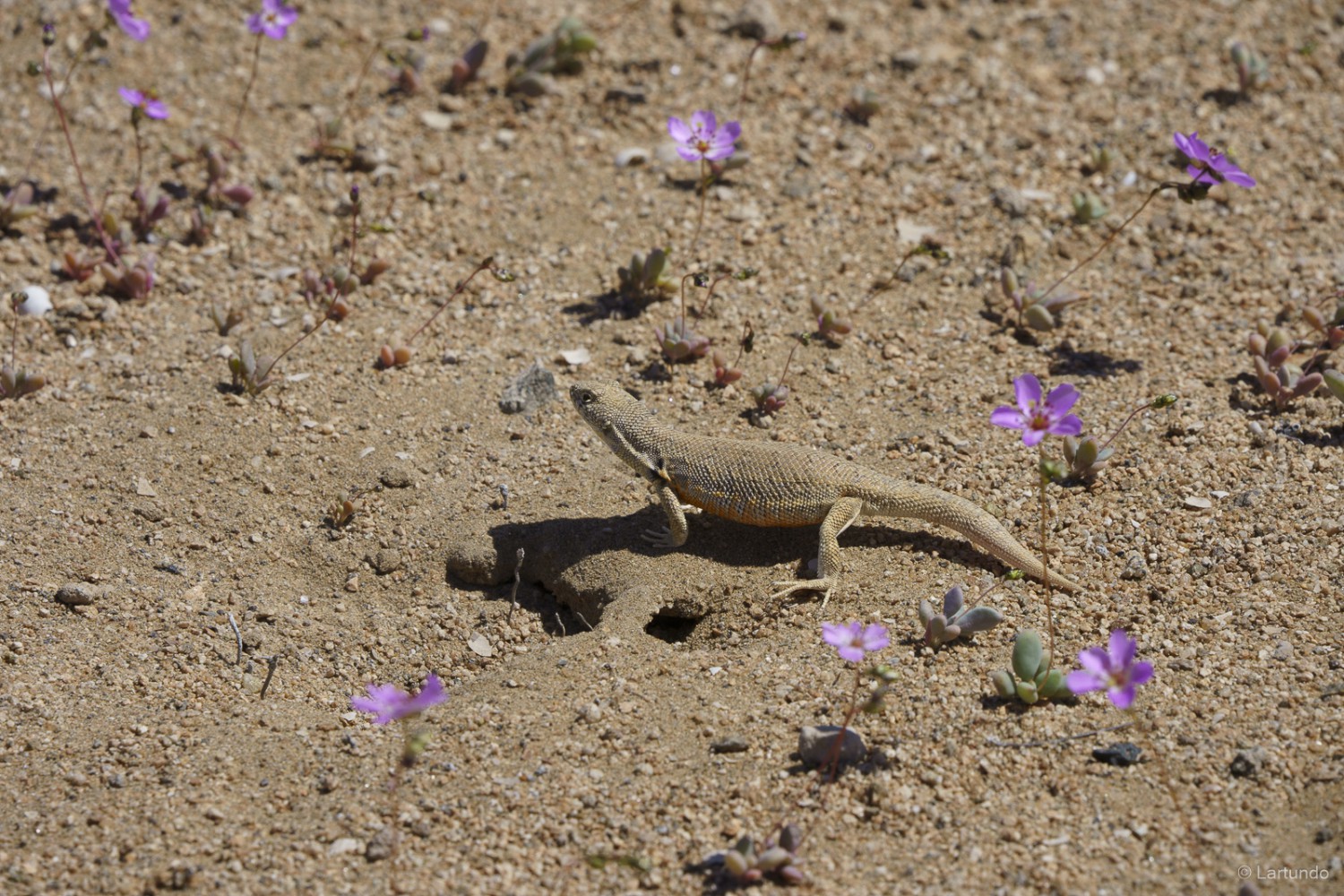 El Desierto de Atacama: curiosidades y desierto florido
