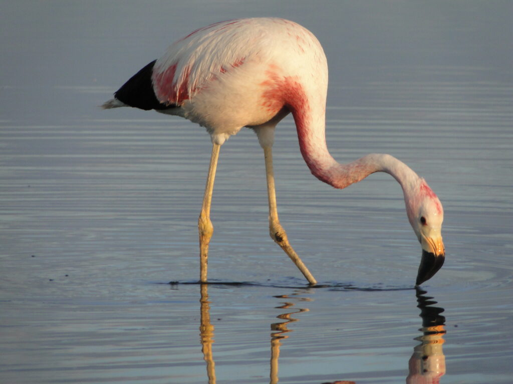 flamingo